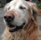 Beau Tile.jpg (94822 bytes)