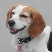 Sophie SmTile.jpg (41679 bytes)